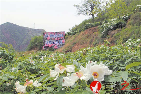 商州区夜村镇高桥村油用牡丹基地