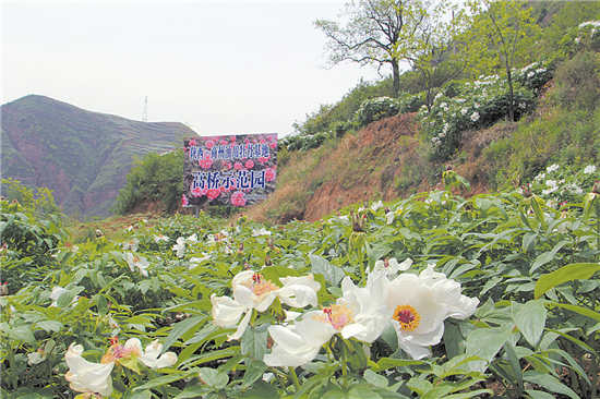 商洛牡丹花正艳