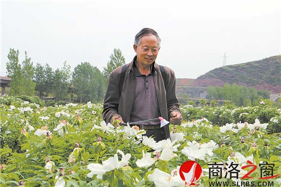 商洛牡丹花正艳