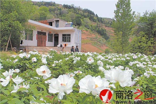 房前屋后牡丹园