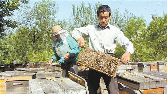 商洛生态好 引来养蜂人