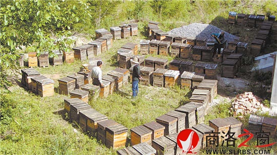 朱晓冬安扎在商州麻街的养蜂场