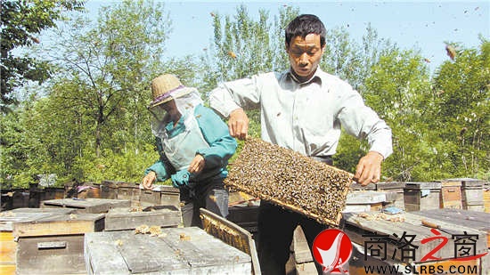 每天早晨,朱晓冬都会给蜜蜂做例行检查。