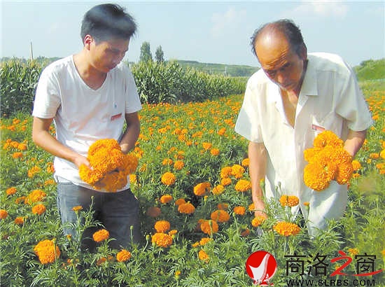 洛南四皓农牧站站长刘卫锋(左)冒着酷暑深入田间帮助农户采收万寿菊