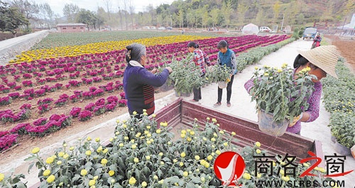 10月5日,商州区腰市寇村村民在陕西天琦生态农科园植菊。该农科园是区政府今年西洽会上引资项目,占地2300亩,集观赏药源