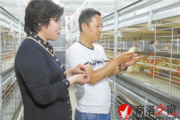 张丹英到棣花镇中坪村养殖户李文存的现代化养殖大棚中察看鸡苗生长情况。(赵有良 摄)