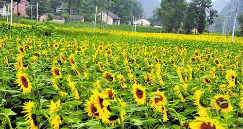 万亩葵花美如画