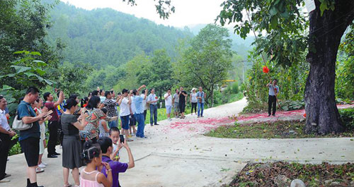 商洛核桃开杆收果