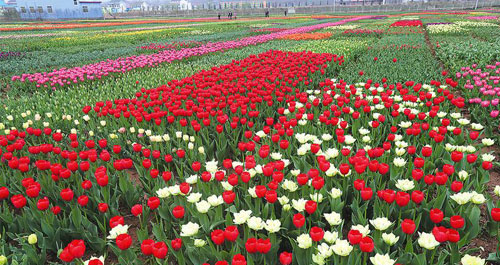 你若能来 花便盛开