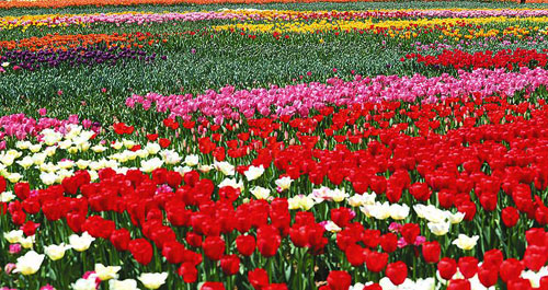 玫瑰小镇郁金香