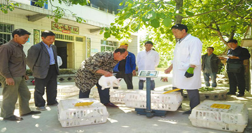 洛南兔业合作社上门为群众服务