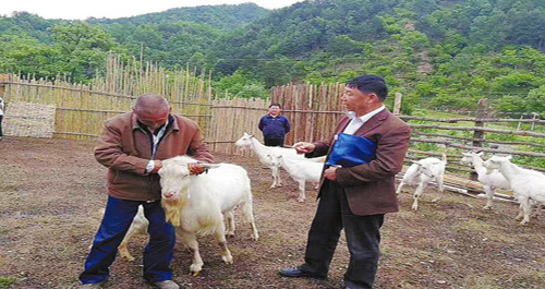 专家为贫困养殖户开展培训