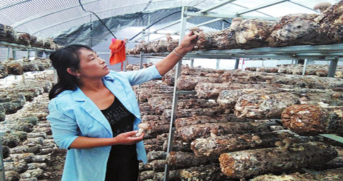 洛南代料香菇带动贫困户增收