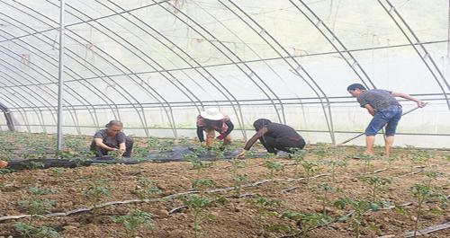 “合作社+产业+贫困户”模式带动贫困户增收