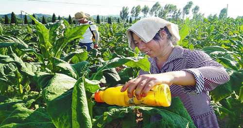 洛南对烤烟实施封顶打叉