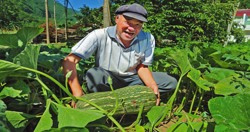 镇安水峡村发展金丝南瓜种植