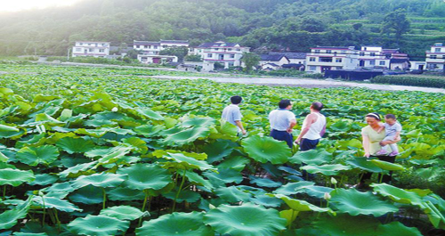 商南后川社区流转土地建设产业基地