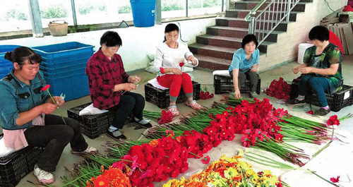金台村把鲜切花种植作为精准扶贫项目