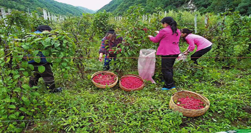 柞水县营盘镇北河村群众采摘五味子