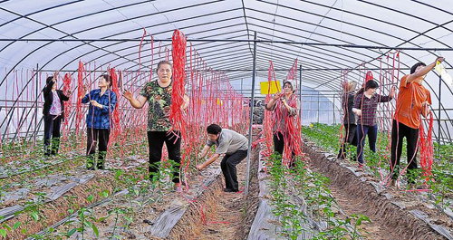 丹凤县南院村产业扶贫创增收