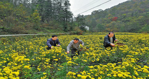 金丝仙菊种植产业促进农民增收
