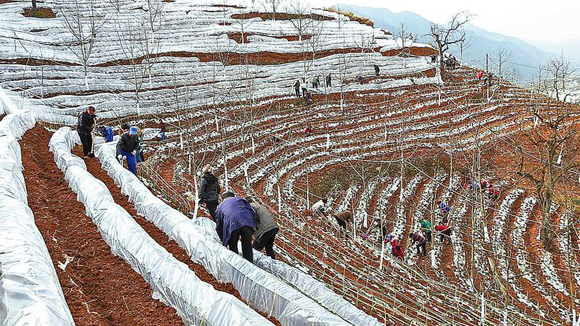 竹林关村以群众入股形式流转土地发展村集体经