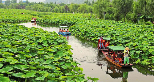 棣花赏荷季——醉美的遇见