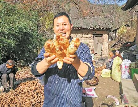 找到天麻种植金钥匙带领群众打开致富门