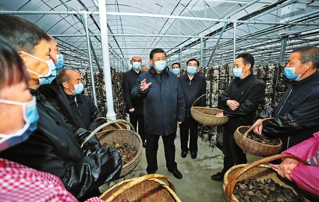 小木耳，大产业