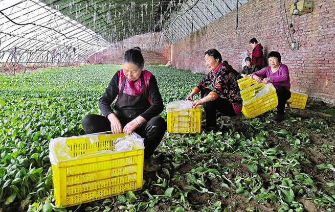 大棚蔬菜助农增收