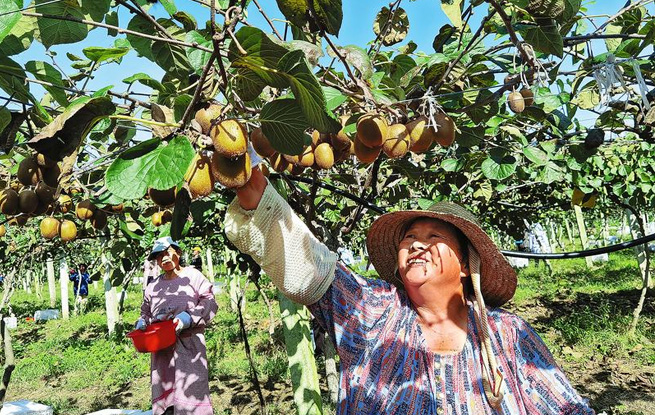 硕果累累迎丰收