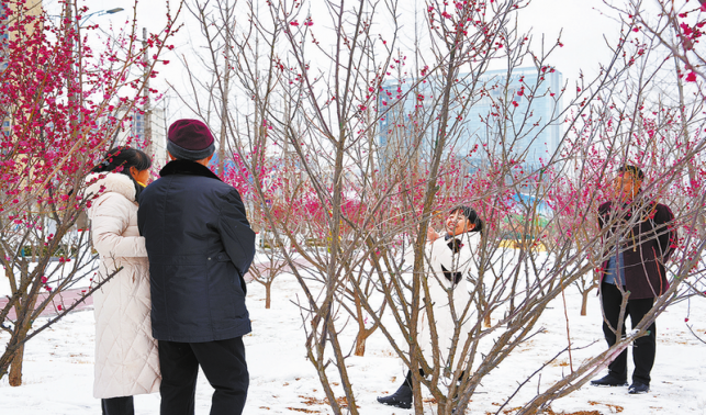 红梅迎雪绽放