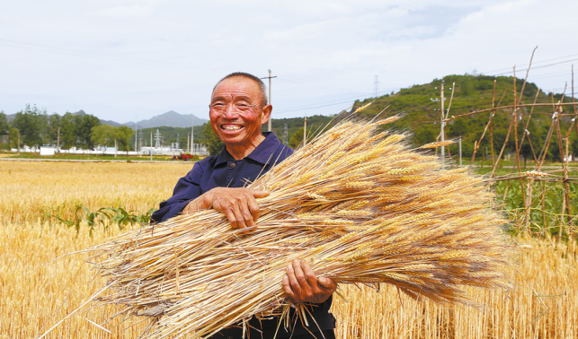 夏日好“丰”景 小麦抢收忙