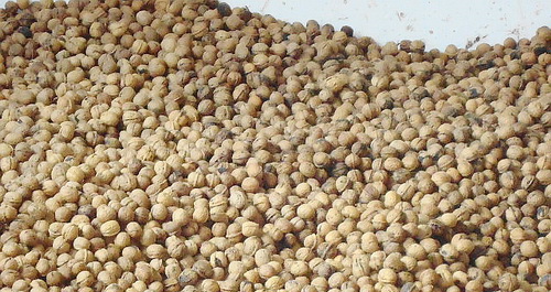 核桃价格创历史新高