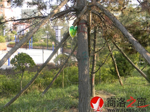 树1.jpg