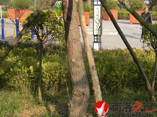 树2.jpg