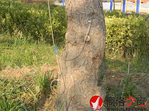 树3.jpg