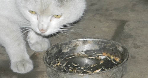 小猫嗑瓜子 逗乐村里人