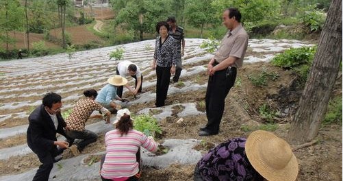 镇安县张家镇加紧烤烟大田移栽