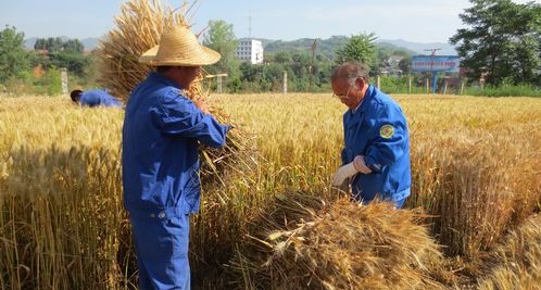 市农科所在小麦良种试验田里抢收小麦