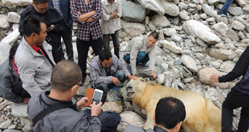 柞水：救助受伤羚牛