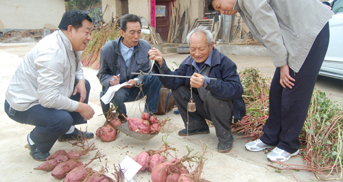 镇安引进高产品种徐薯喜获丰收