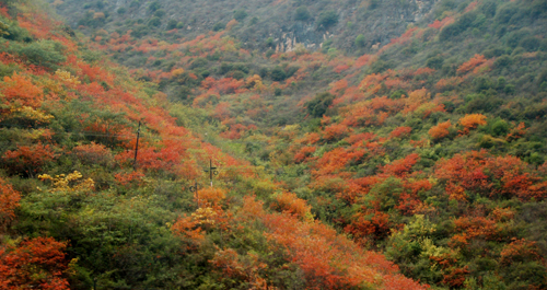 秦岭枫叶红