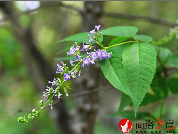 图为金丝峡醉鱼草