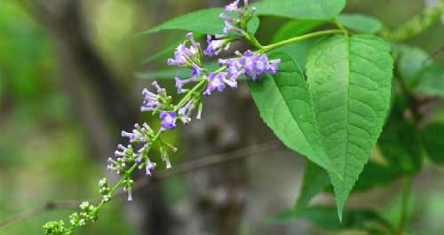 金丝峡发现植物新物种