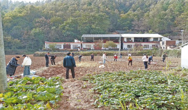 22个品种田间“比拼”争当“当家品种”