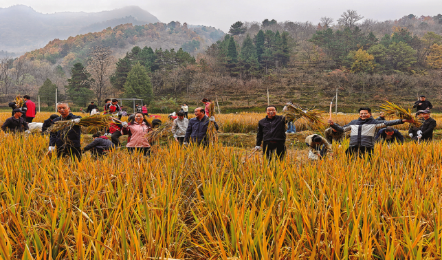 闫坪村举办稻谷收割体验活动