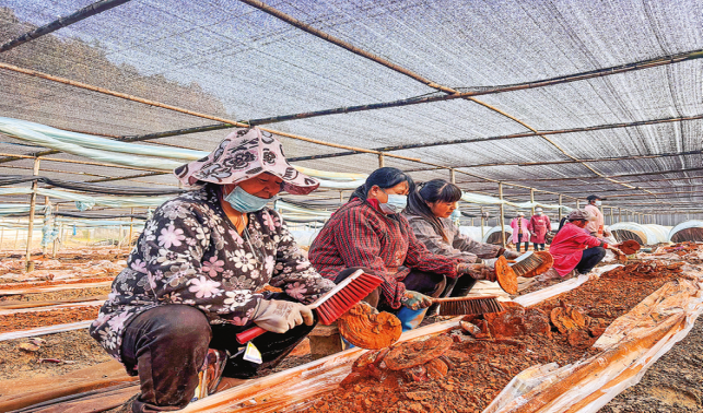 青山脚下“仙草”香 致富路上采收忙