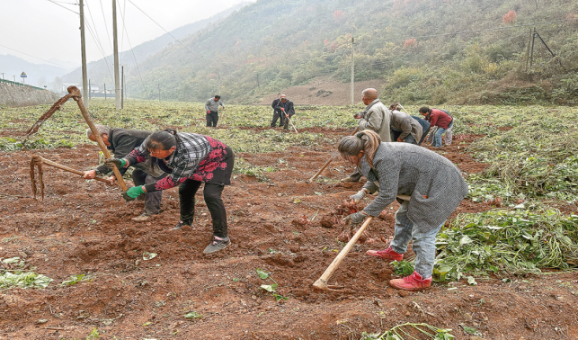 青山镇蜜薯喜获丰收