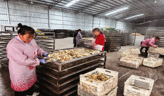 小小天麻片 富民大产业